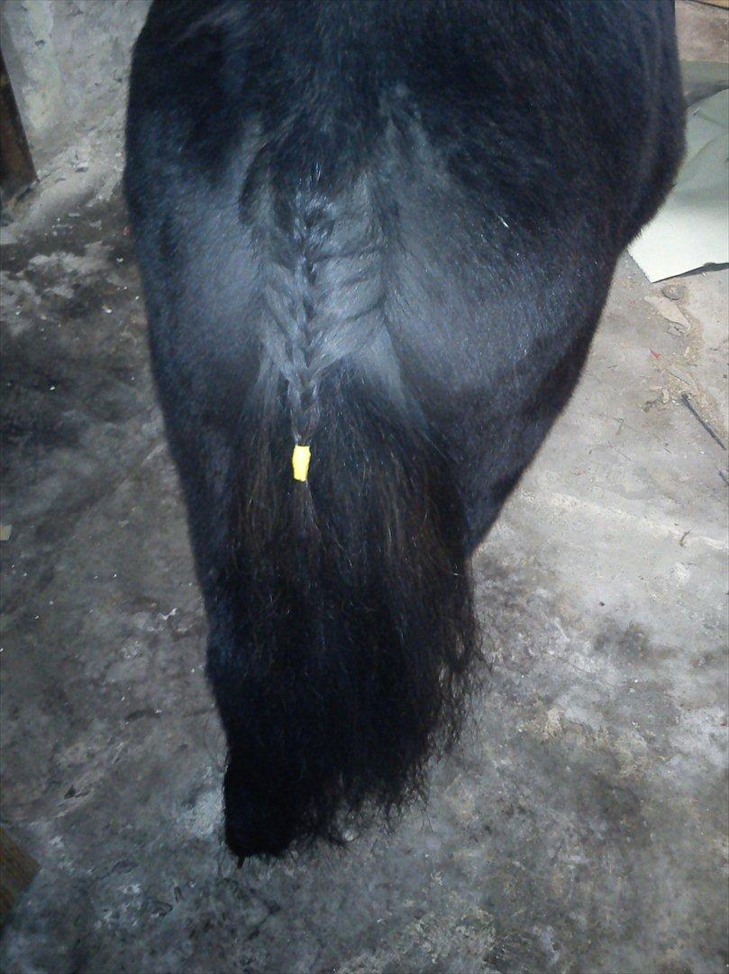 Shetlænder mosbækminde jankie solgt billede 9