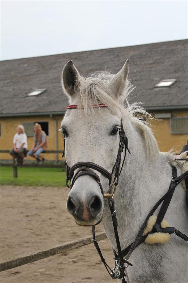 Anden særlig race Andy billede 9