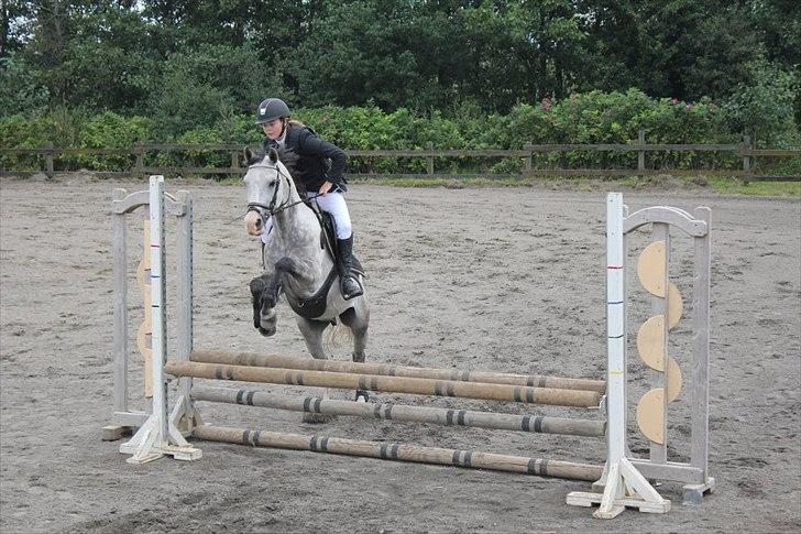 Anden særlig race Fandango (springer ) billede 3