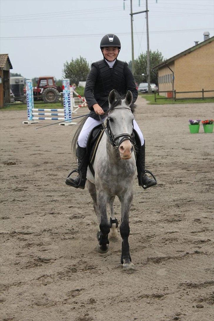 Anden særlig race Fandango (springer ) billede 4