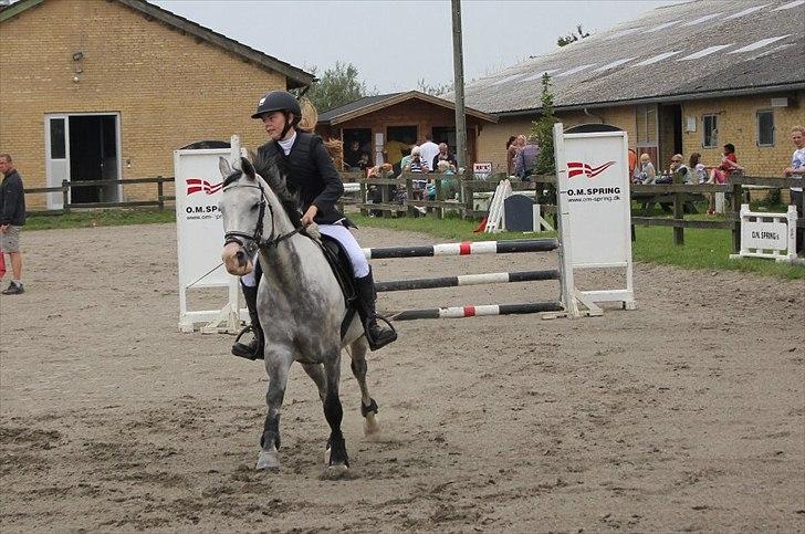 Anden særlig race Fandango (springer ) billede 5