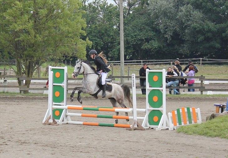 Anden særlig race Fandango (springer ) billede 6