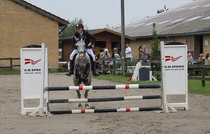 Anden særlig race Fandango (springer ) billede 7