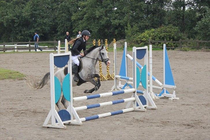 Anden særlig race Fandango (springer ) billede 8