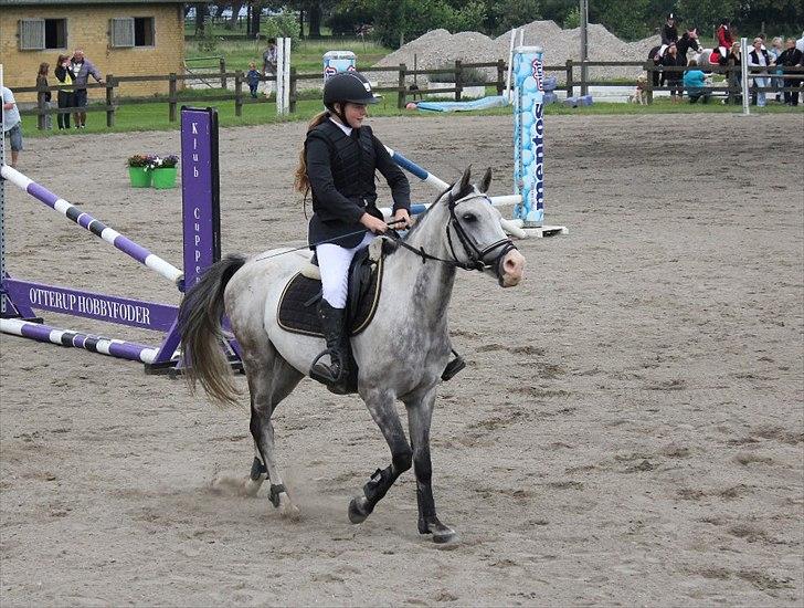 Anden særlig race Fandango (springer ) billede 9