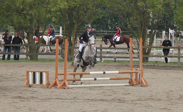 Anden særlig race Fandango (springer ) billede 10