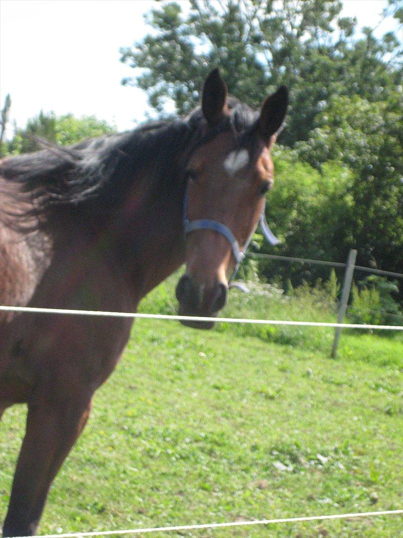 Traver Notice  - (Solgt) - billedet taget af den nye ejer. billede 14