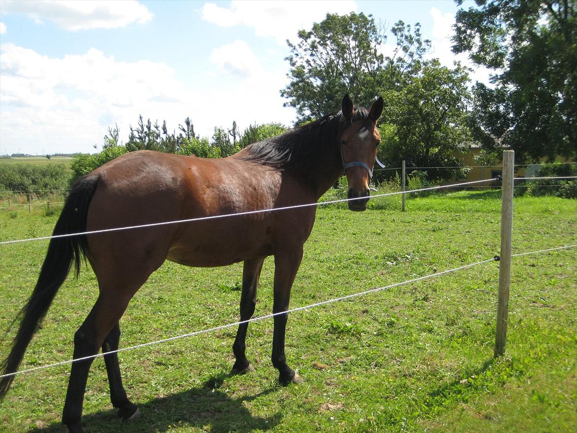 Traver Notice  - (Solgt) billede 15