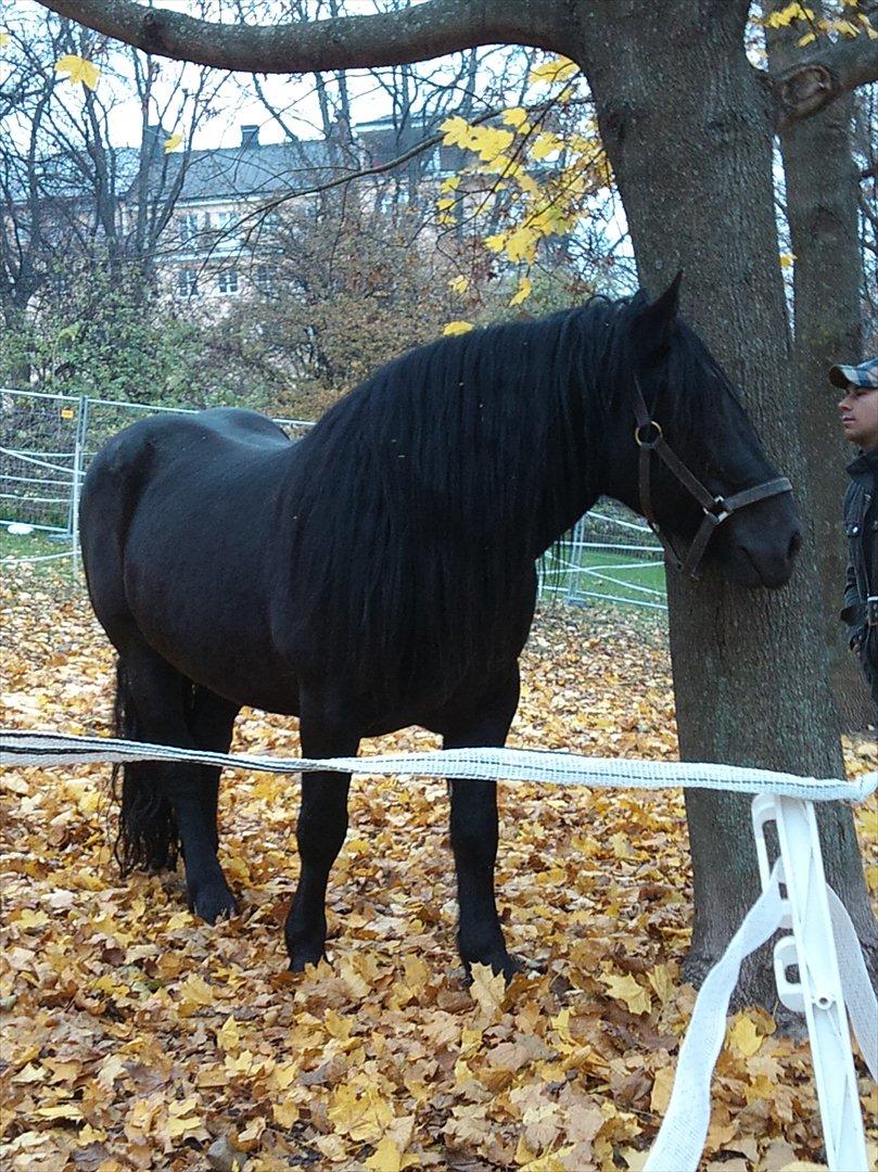 Noriker Duglass  (Zeppelin Schnaulitz) *Dugge* billede 11