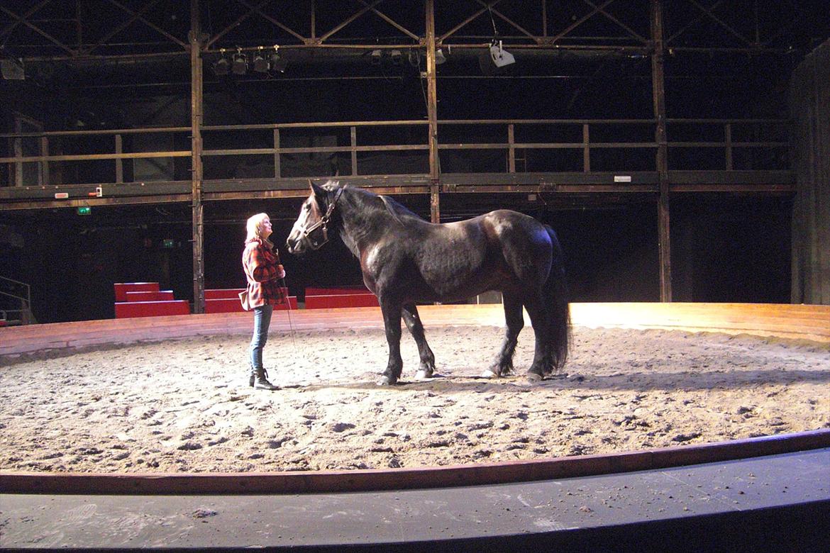 Noriker Duglass  (Zeppelin Schnaulitz) *Dugge* billede 14