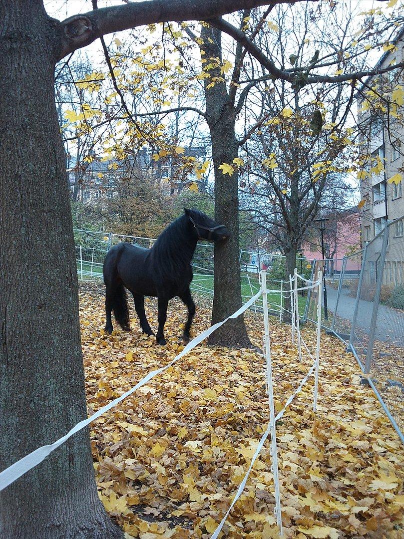 Noriker Duglass  (Zeppelin Schnaulitz) *Dugge* billede 17