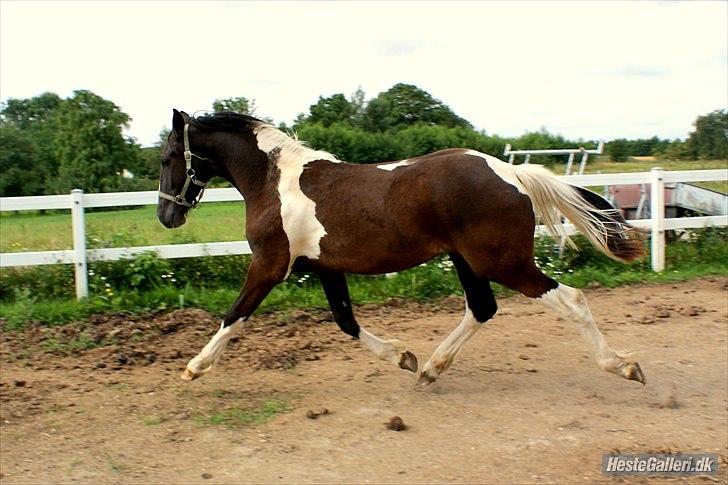 Barockpinto Al Capone - sommeren 2010, 1 år gammel :D foto: Mille billede 2