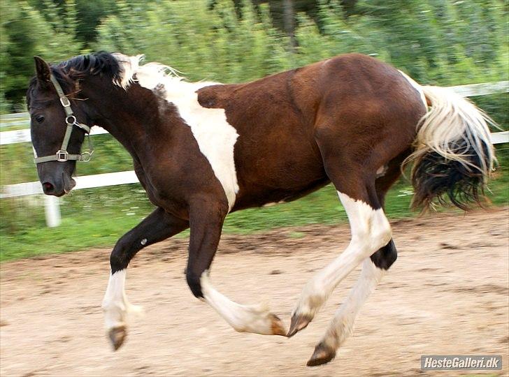 Barockpinto Al Capone - sommeren 2010, 1 år gammel :D foto: Mille billede 3