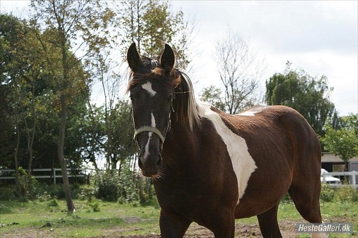 Barockpinto Al Capone - sommeren 2010, 1 år gammel :D foto: Mille billede 4