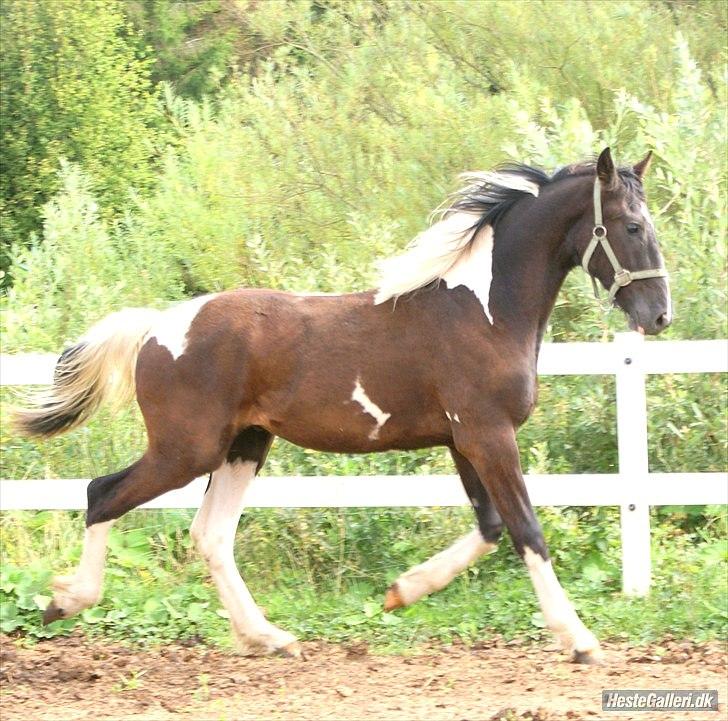 Barockpinto Al Capone - sommeren 2010, 1 år gammel :D foto: Mille billede 5
