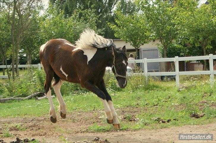 Barockpinto Al Capone - sommeren 2010, 1 år gammel :D foto: Mille billede 6