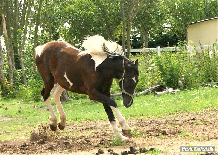Barockpinto Al Capone - sommeren 2010, 1 år gammel :D foto: Mille billede 7