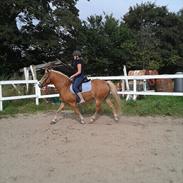 Haflinger William