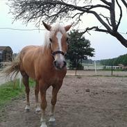 Haflinger William