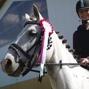 Anden særlig race Skipper (verdens dejligste pony)