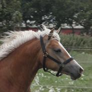 Haflinger Amazing Twilight