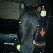 Anden særlig race Sputnik den dejligste hoppe hvil i fred<3;(