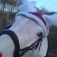 Anden særlig race Victoria pigen.  (Brille Line) Solgt