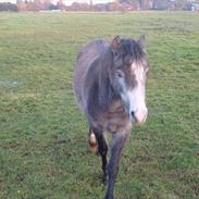 Welsh Pony (sec B) Kroggardens don pedro