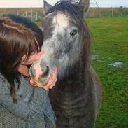 Welsh Pony (sec B) Kroggardens don pedro