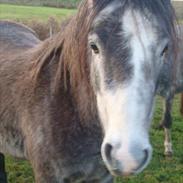 Welsh Pony (sec B) Kroggardens don pedro