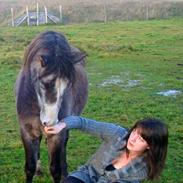 Welsh Pony (sec B) Kroggardens don pedro