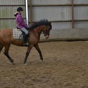 Anden særlig race alberte revelhøj