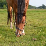 Anden særlig race alberte revelhøj