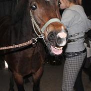 New Forest Millersford Tia