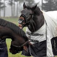 Anden særlig race Tonga