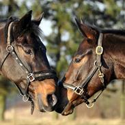 Anden særlig race Tonga