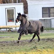 Anden særlig race Tonga