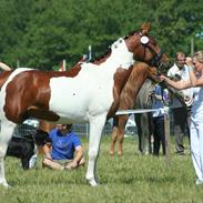 Pinto Dornings Kikinyo