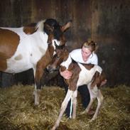 Pinto Dornings Kikinyo