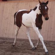 Pinto Dornings Kikinyo