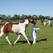 Pinto Dornings Kikinyo
