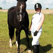 New Forest Tornhøjs Turbo