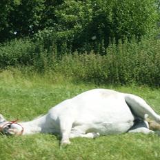 Anden særlig race Dunja
