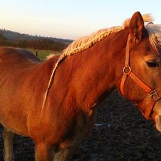 Haflinger Straus