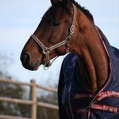 Anden særlig race Skærbækgårds Diego