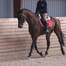 Anden særlig race Skærbækgårds Diego