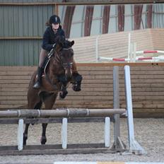 Anden særlig race Skærbækgårds Diego