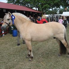 Fjordhest Rigmor Vårby