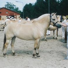 Fjordhest Rigmor Vårby