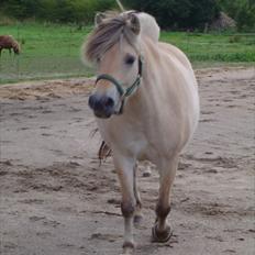 Fjordhest Rigmor Vårby